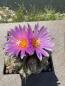 Preview: Thelocactus buekii